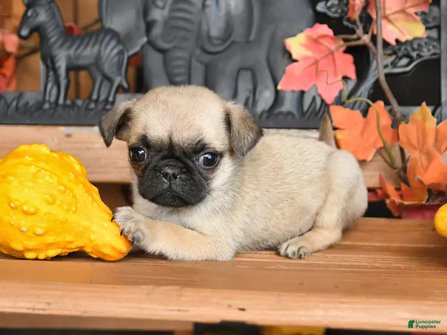 Pug dogs Barkley - Ad 1