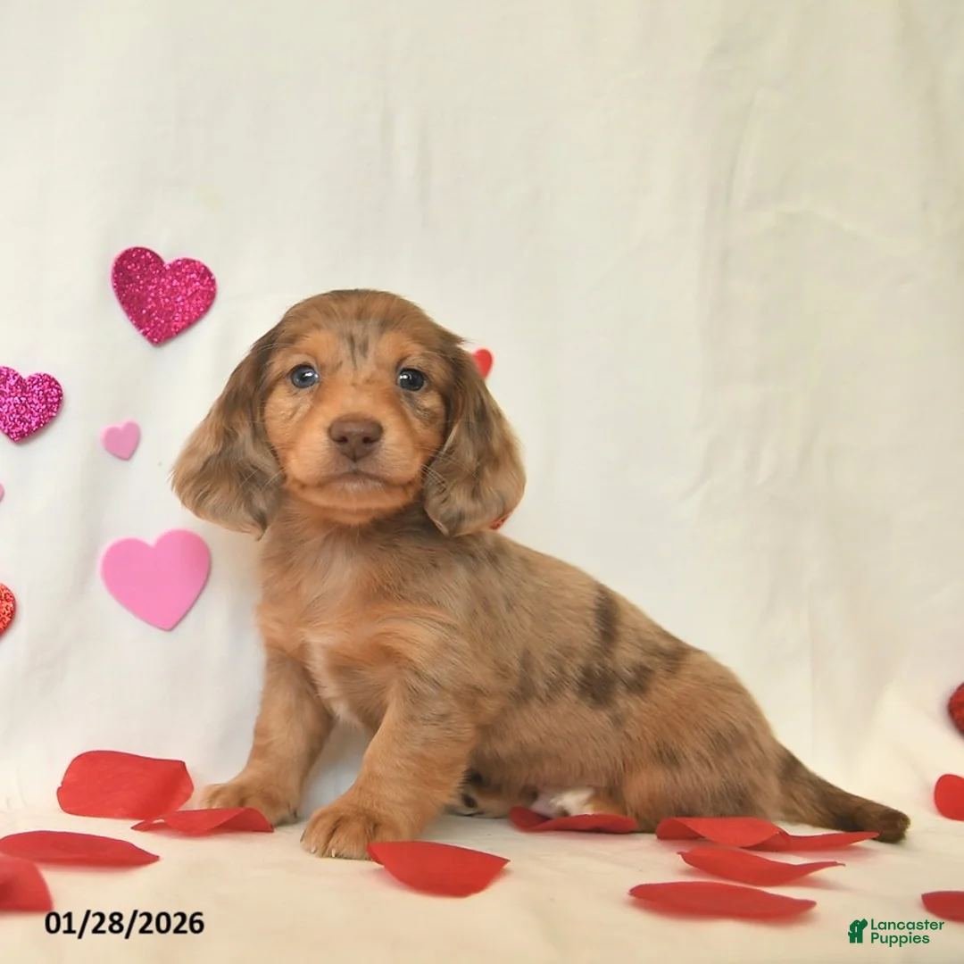Miniature Dachshund dogs for sale: Ollie  - Ad 1