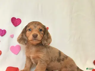 Miniature Dachshund dogs Ollie - Ad 8