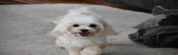 Maltese dogs for sale: Teddy - Ad 16