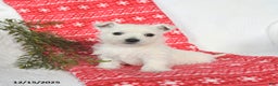 West Highland Terrier dogs for sale: Sookie - Ad 4