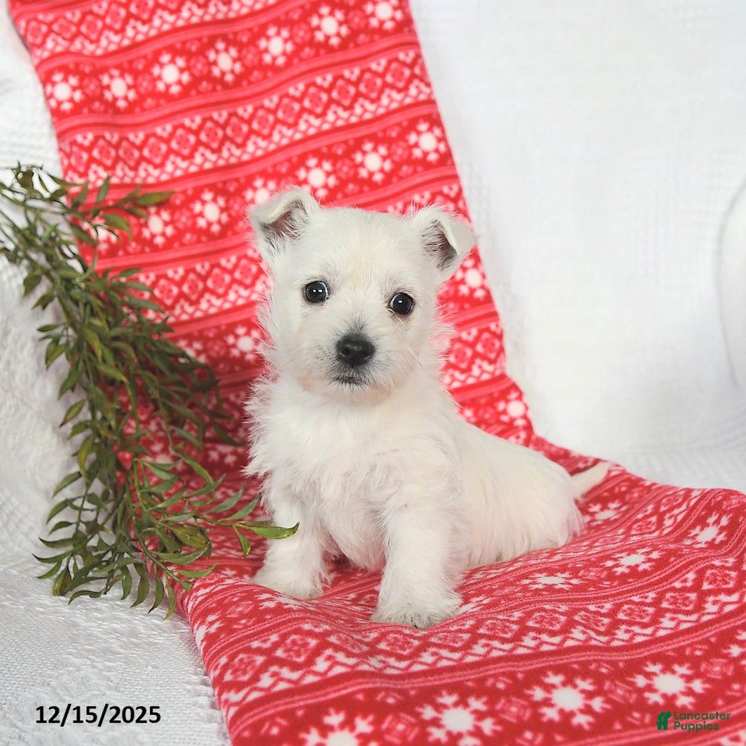 West Highland Terrier dogs for sale: Sookie - Ad 4