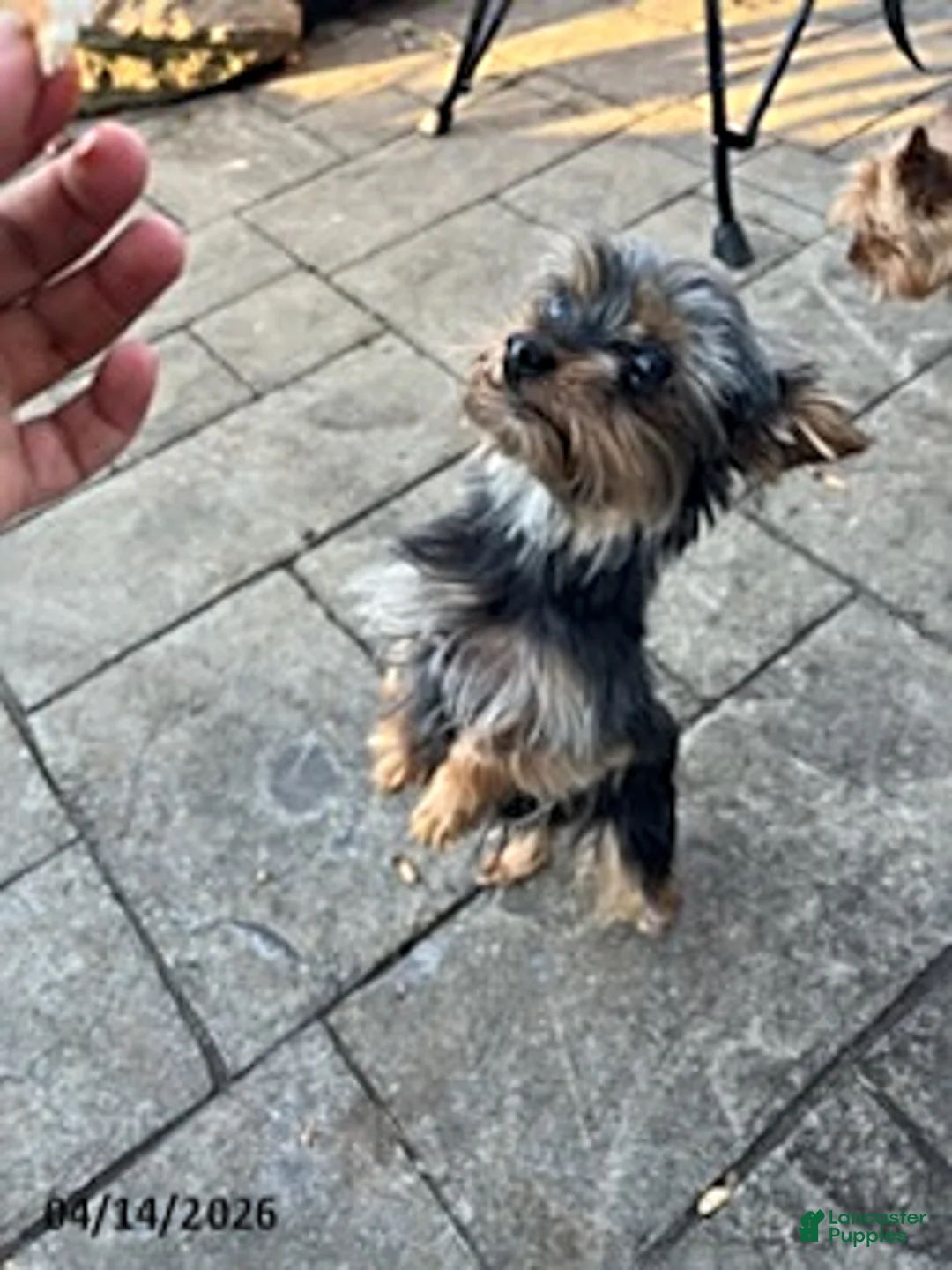 Yorkshire Terrier dogs for sale: Abraham - Ad 3