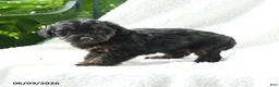 Yorkiepoo dogs for sale: Makena - Ad 2