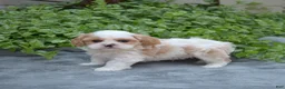 Mixed Breed dogs for sale: Timber - Ad 12