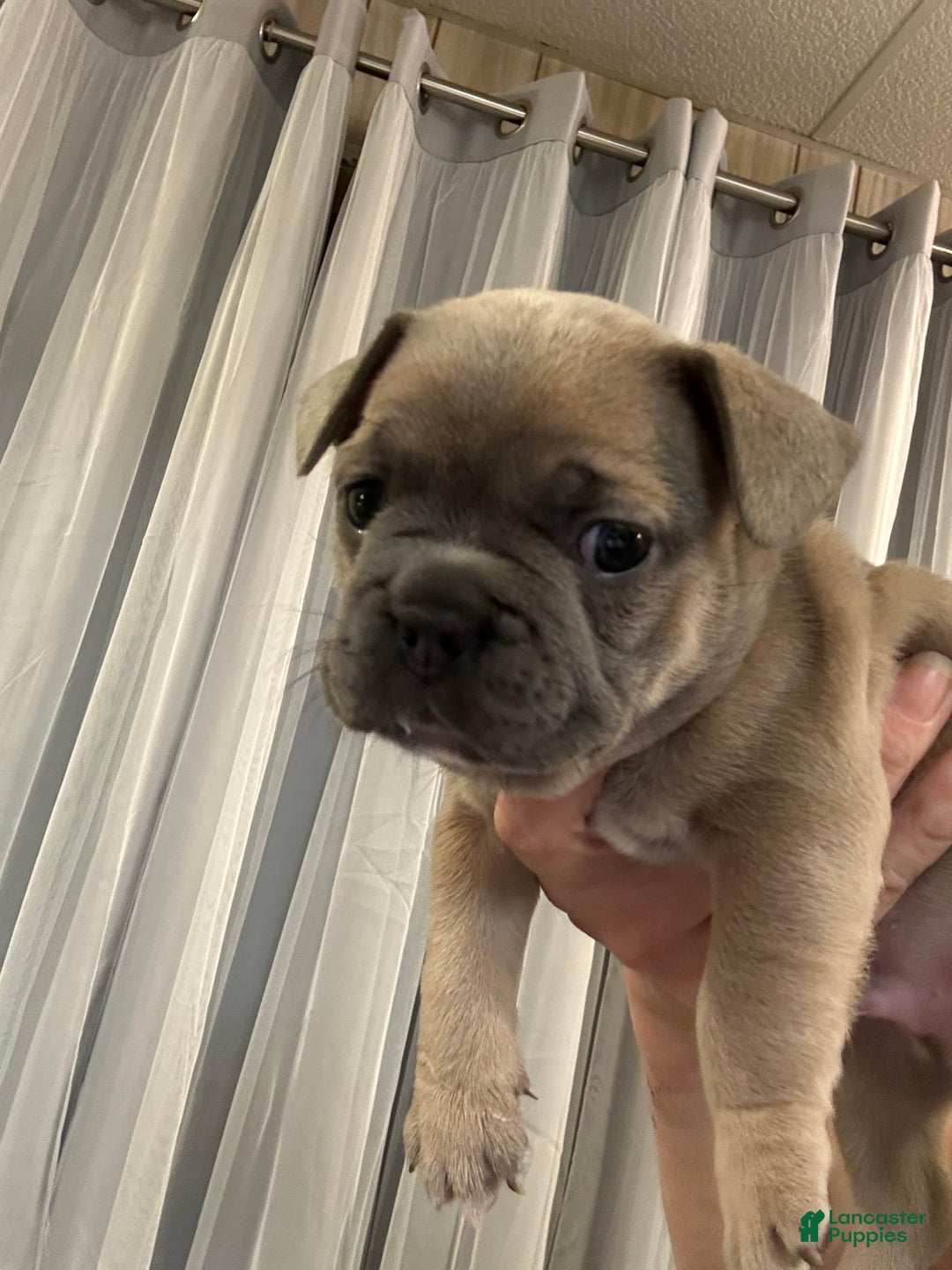 French Bulldog dogs for sale: Hugo - Ad 8