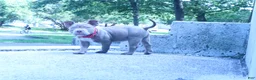 American Bully dogs for sale: Haze - Ad 13