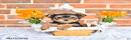 Yorkshire Terrier dogs for sale: Waldo - Ad 4