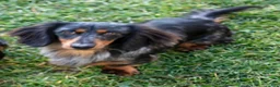 Miniature Dachshund dogs for sale: Dusty - Ad 10