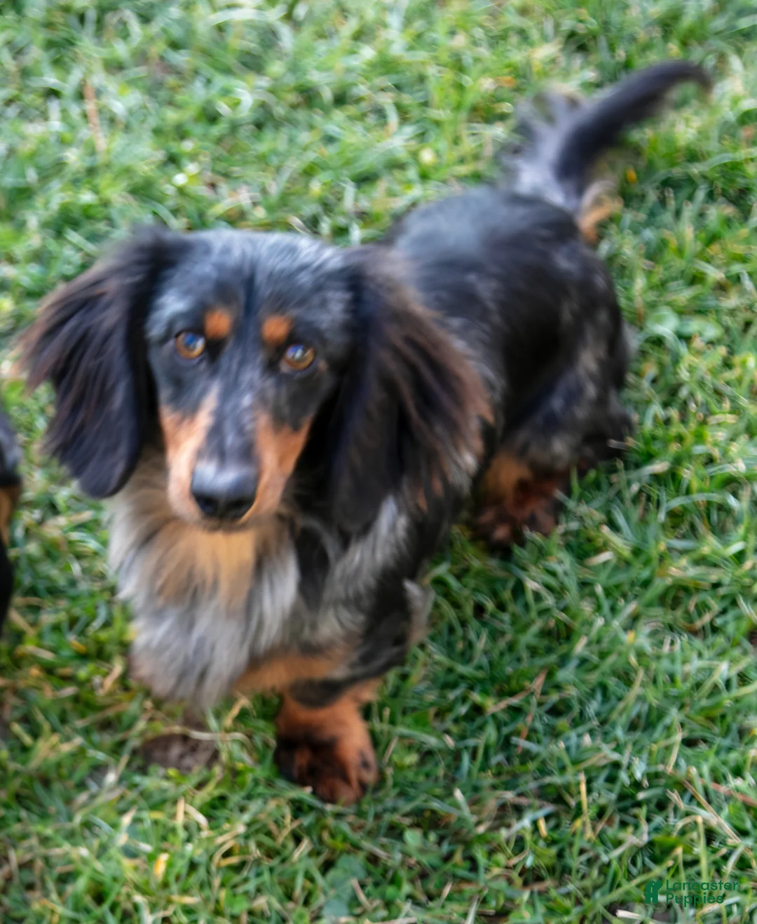 Miniature Dachshund dogs for sale: Dusty - Ad 10
