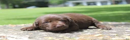 Labrador Retriever dogs for sale: Brook - Ad 2