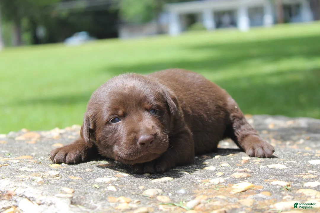 Labrador Retriever dogs for sale: Brook - Ad 2