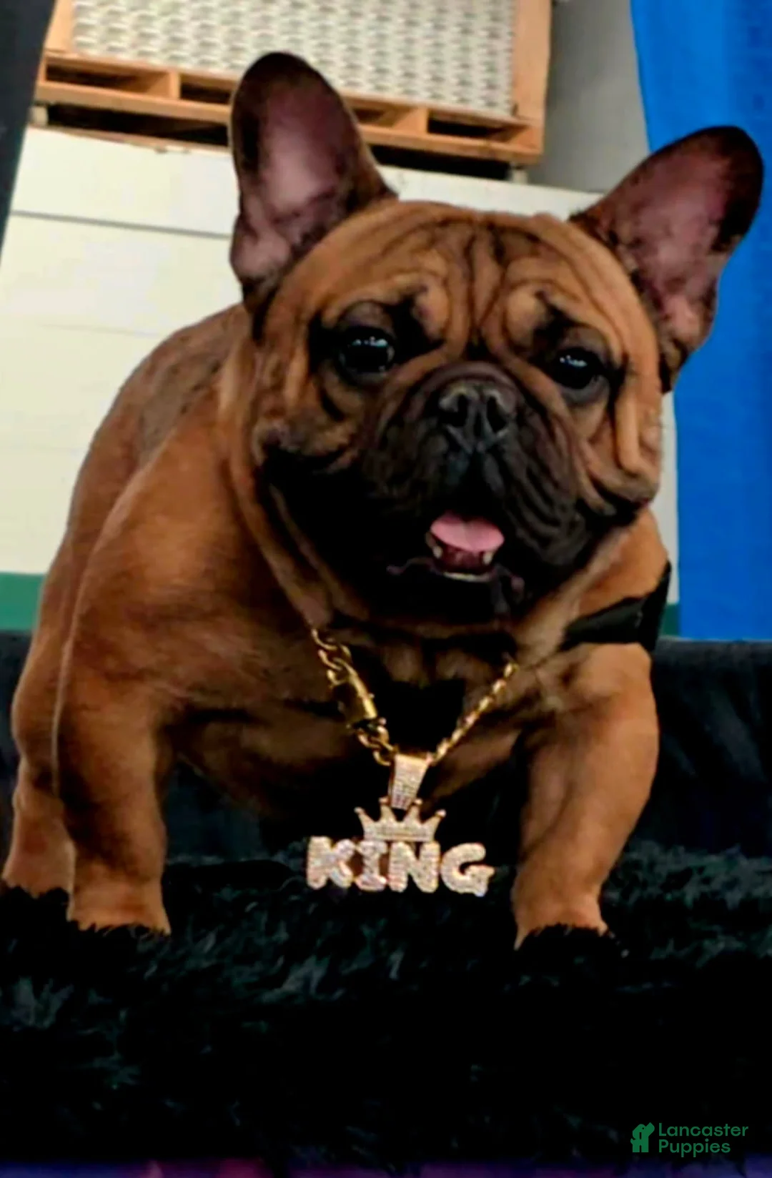 French Bulldog dogs for sale: Junior  - Ad 11