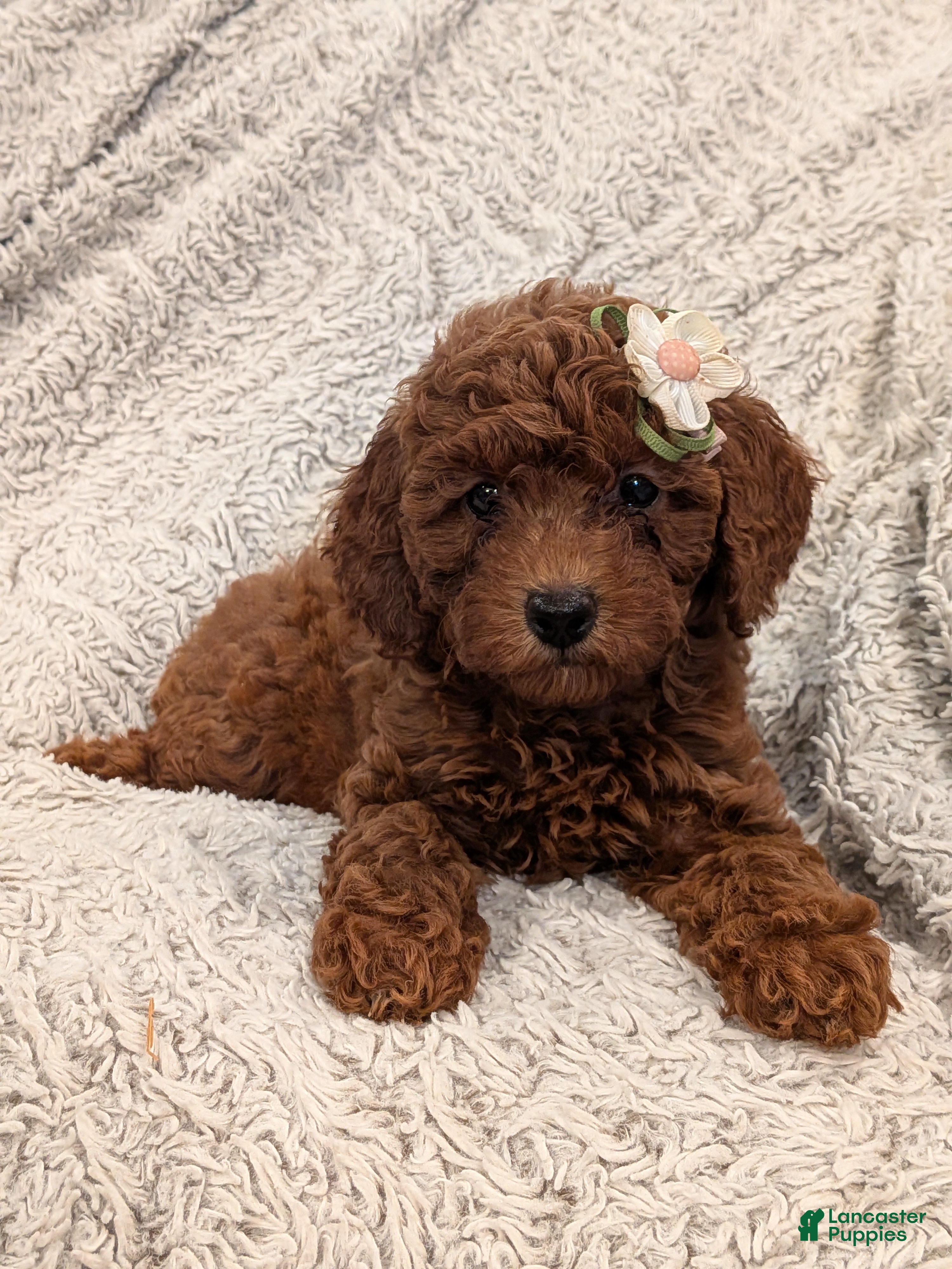 Miniature Poodle dogs for sale: Queenie  - Ad 4