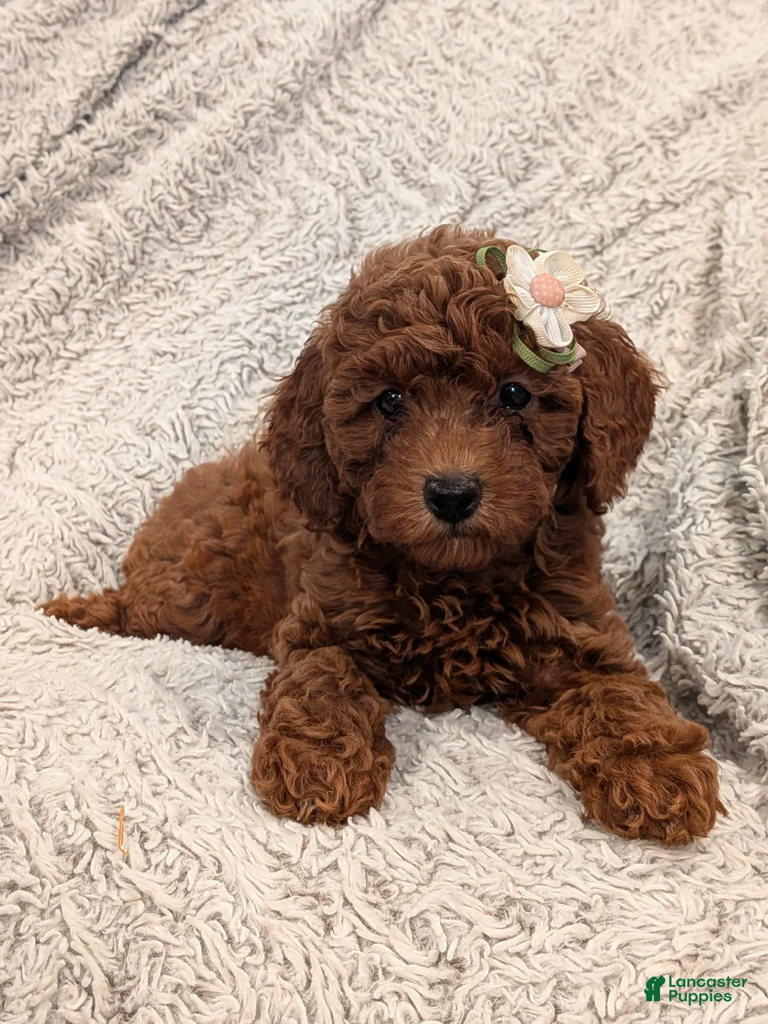 Miniature Poodle dogs for sale: Queenie  - Ad 1