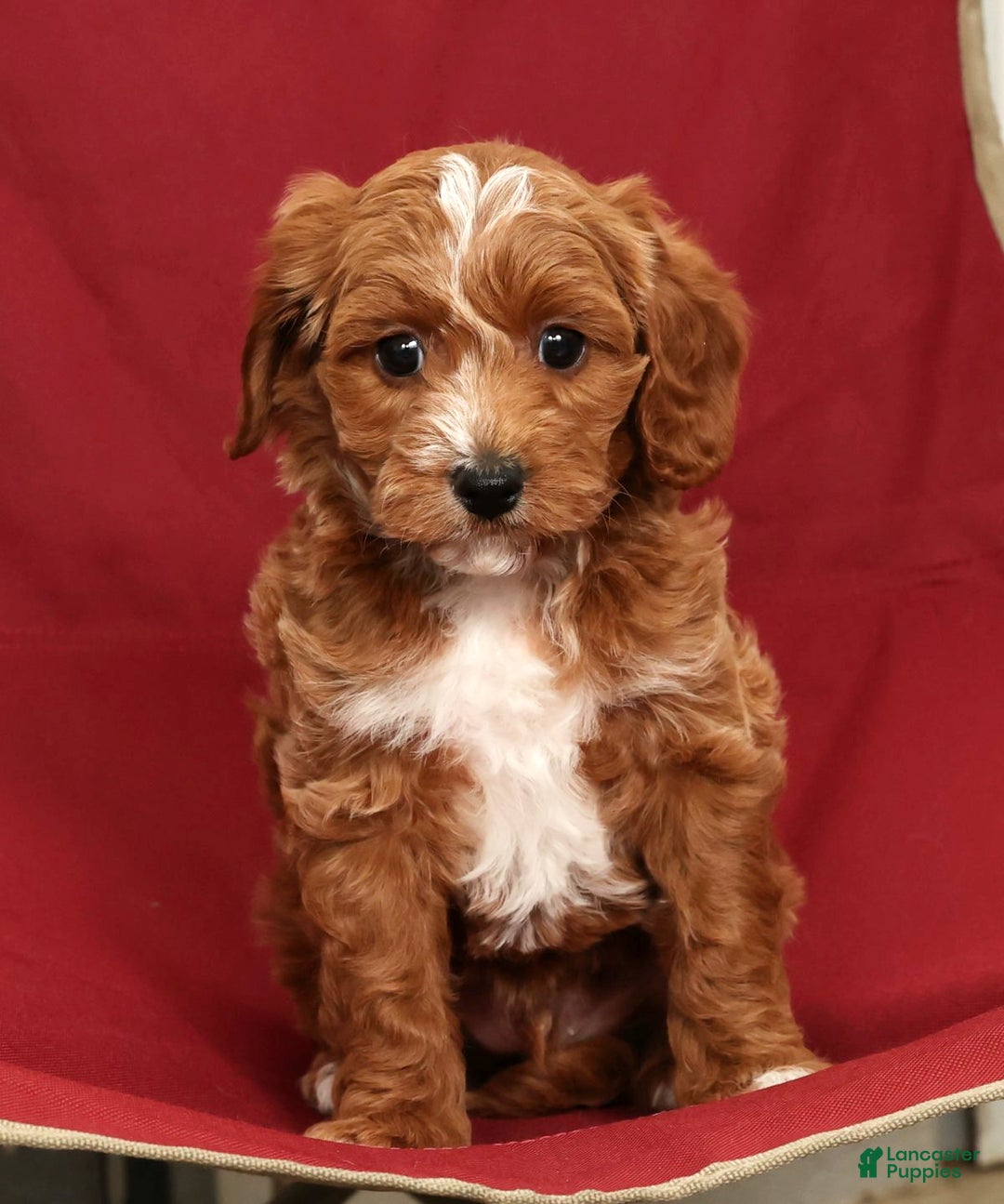 Cavapoo dogs for sale: Jimmy - Ad 6