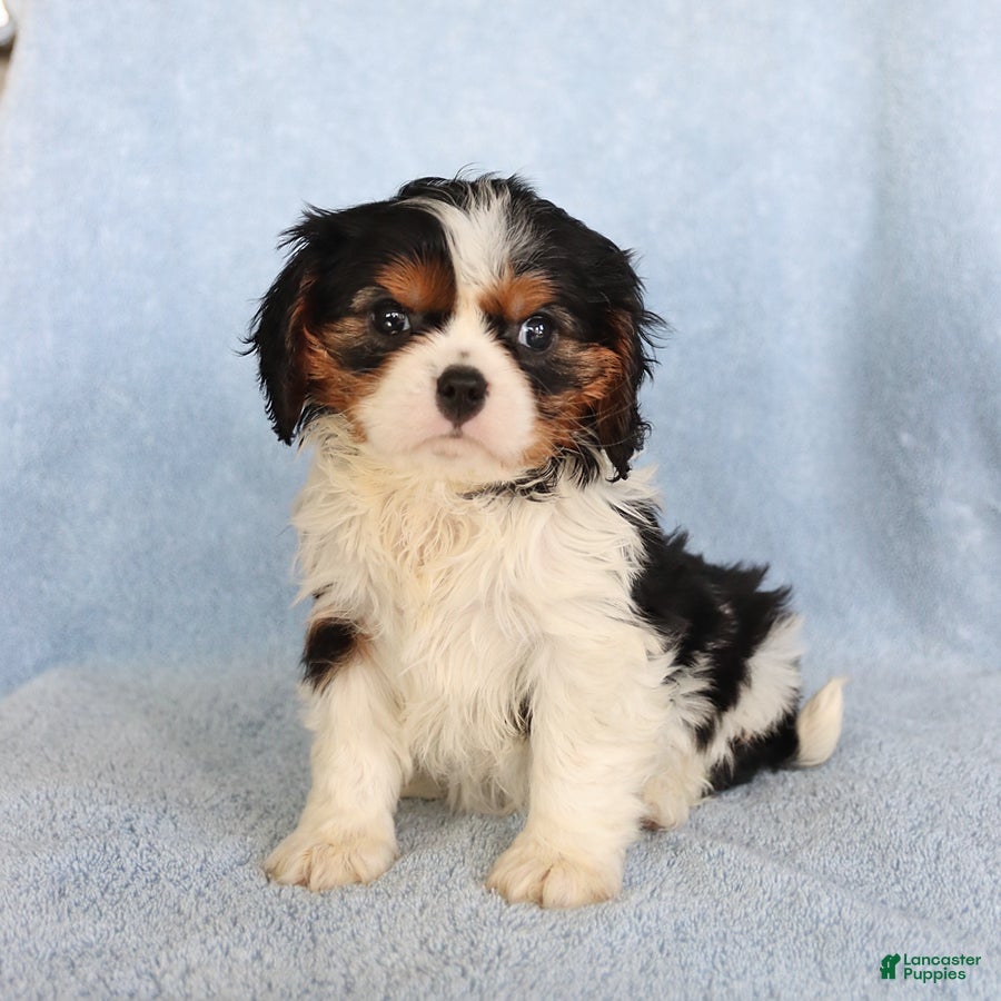 Cavalier King Charles Spaniel dogs Callie - Ad 1