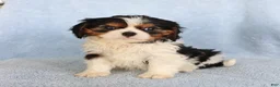 Cavalier King Charles Spaniel dogs for sale: Callie - Ad 1