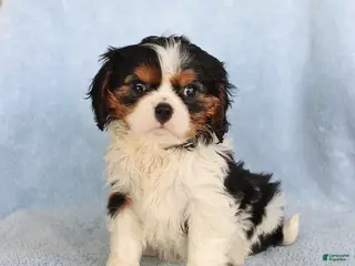 Cavalier King Charles Spaniel dogs for sale: Callie - Ad 3