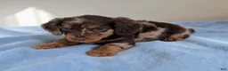 Miniature Dachshund dogs for sale: Logan - Ad 5