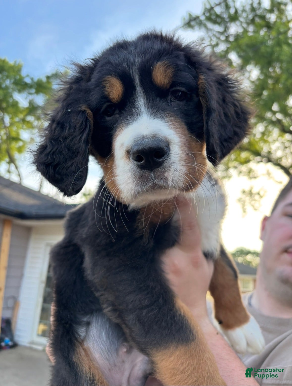 Bernese Mountain Dog dogs Red - Ad 38