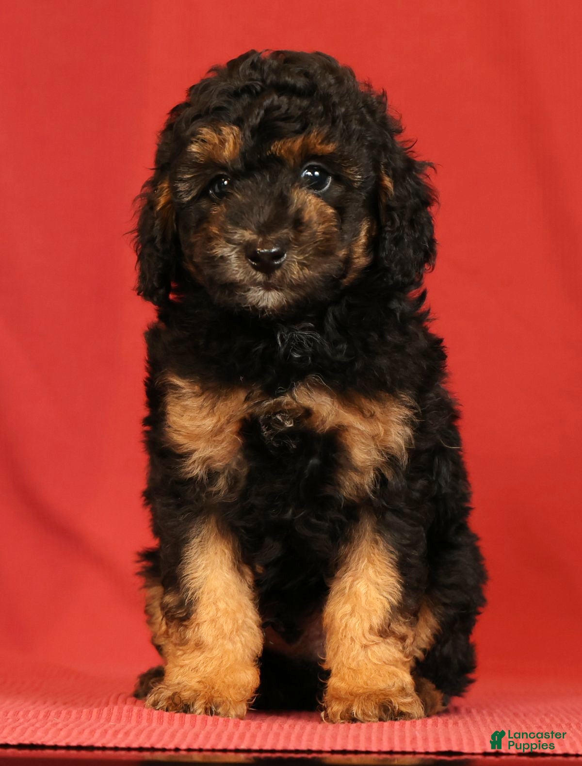 Miniature Poodle dogs Corey - Ad 2