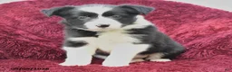 Border Collie dogs for sale: Nala - Ad 3