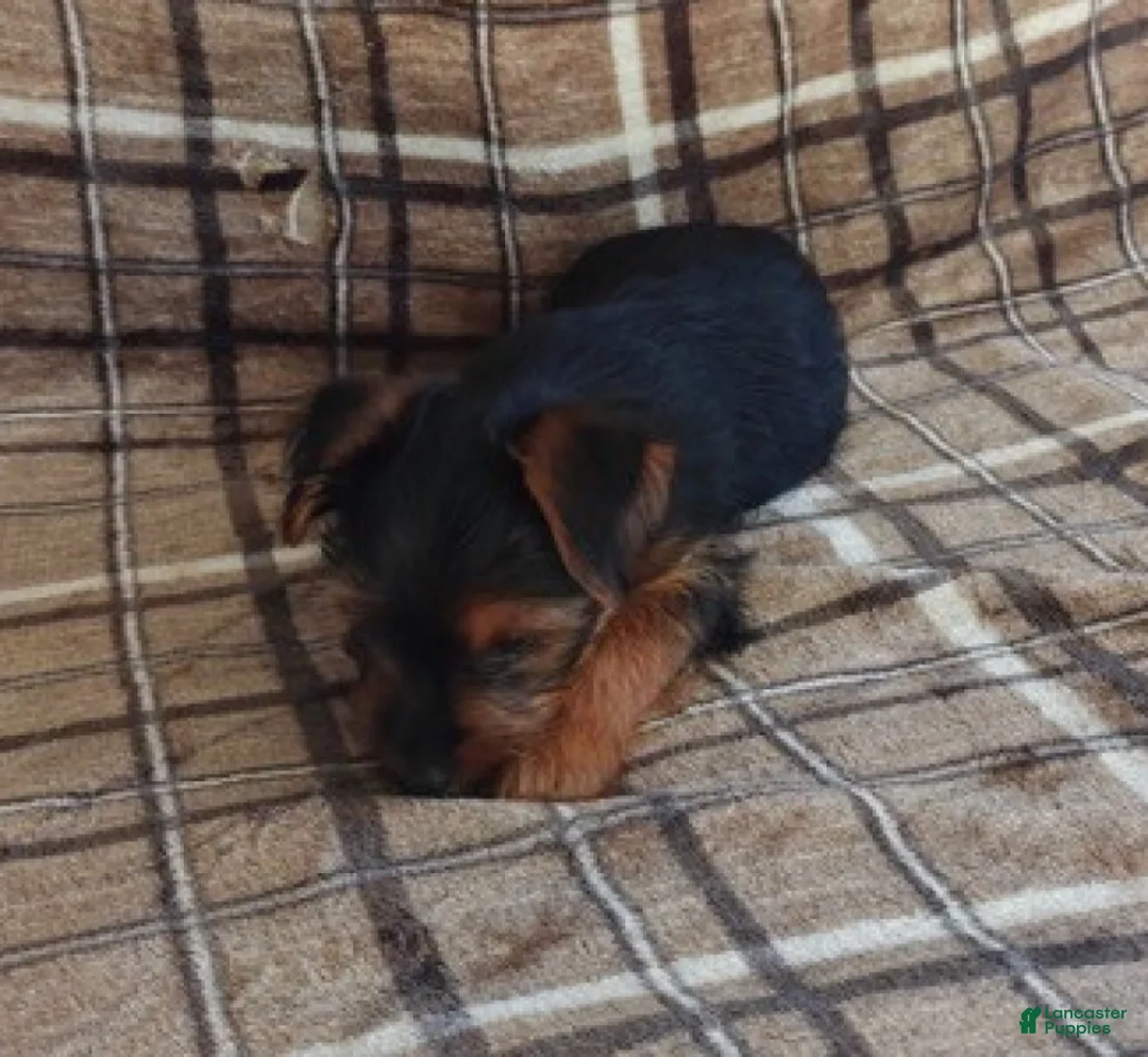 Yorkshire Terrier dogs for sale: Betty - Ad 4