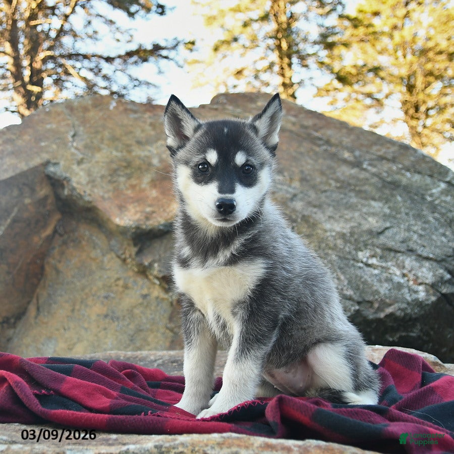 Gerberian Shepsky dogs Jazz  - Ad 2