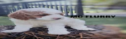 Cavapoo dogs for sale: Mc-Flurry - Ad 2