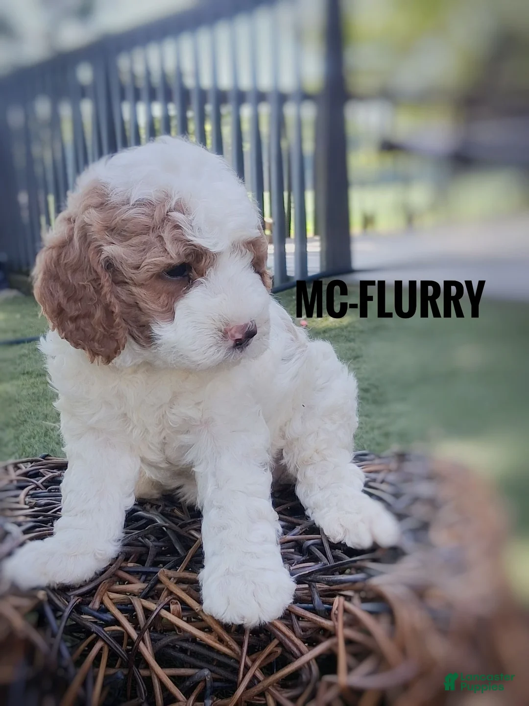 Cavapoo dogs for sale: Mc-Flurry - Ad 2