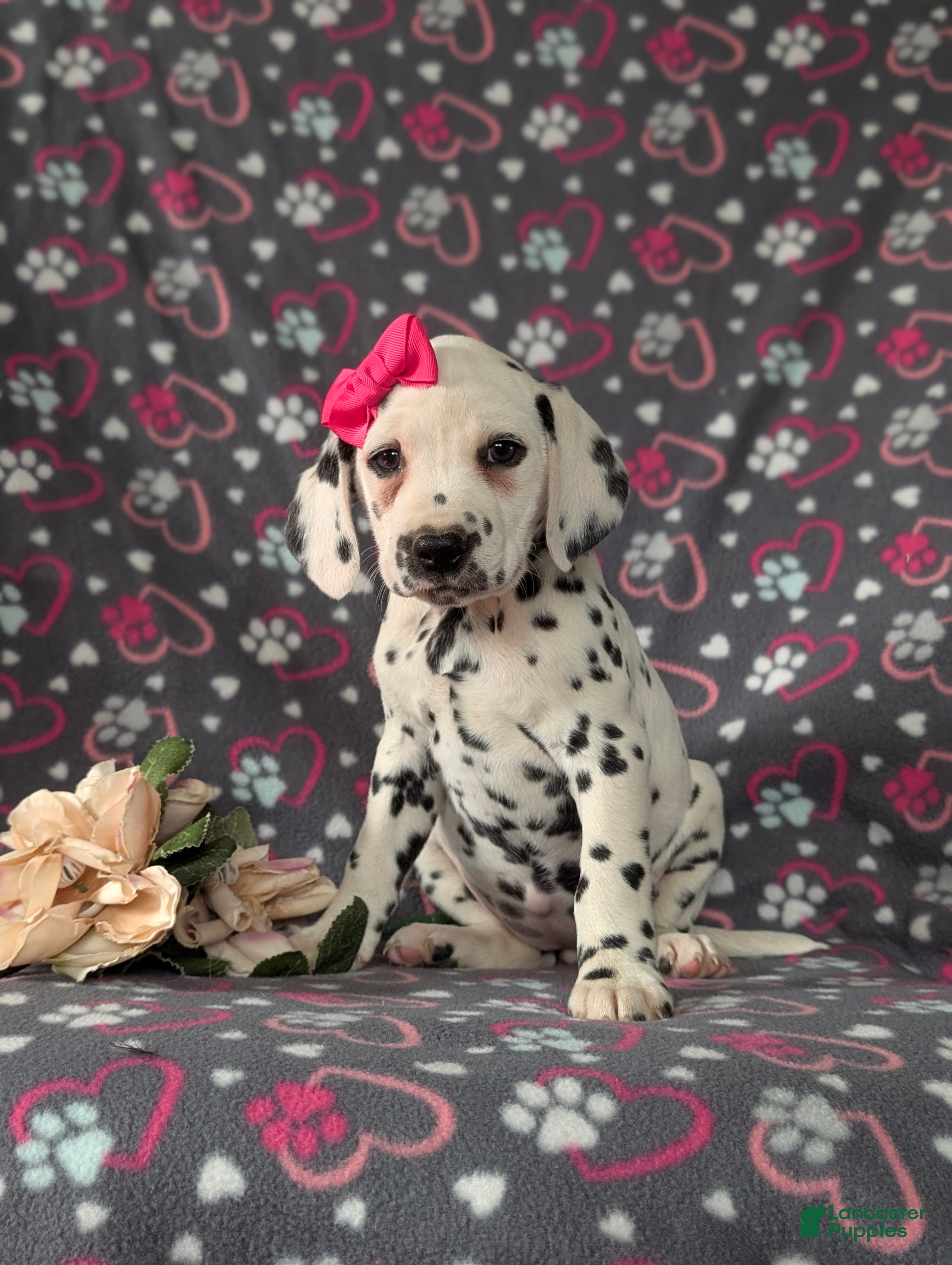 Dalmatian dogs Lanette - Ad 2