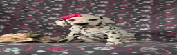 Dalmatian dogs for sale: Lanette - Ad 2