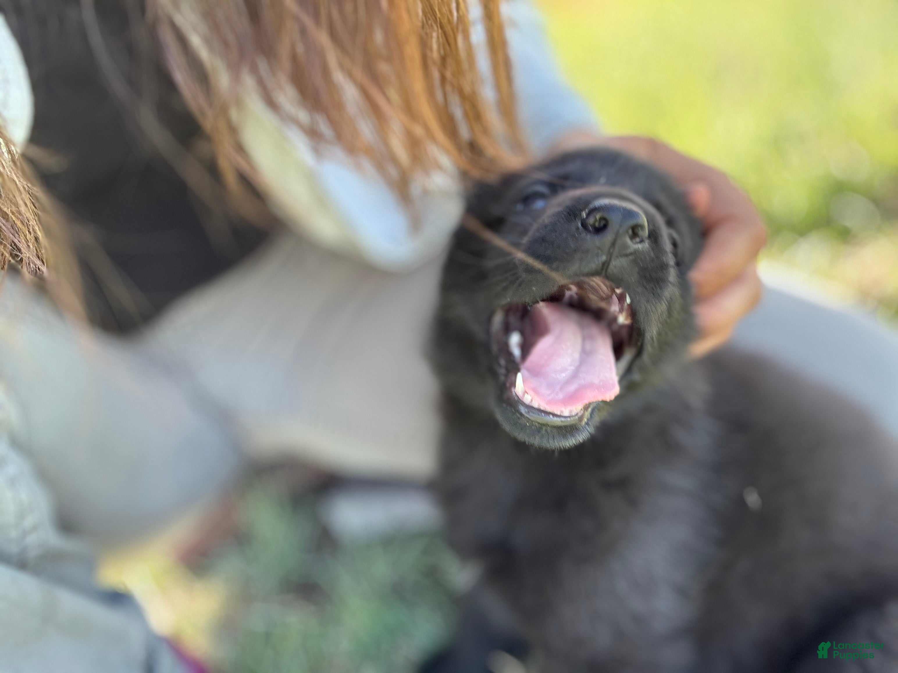 German Shepherd dogs  Puppy 5 - Ad 1