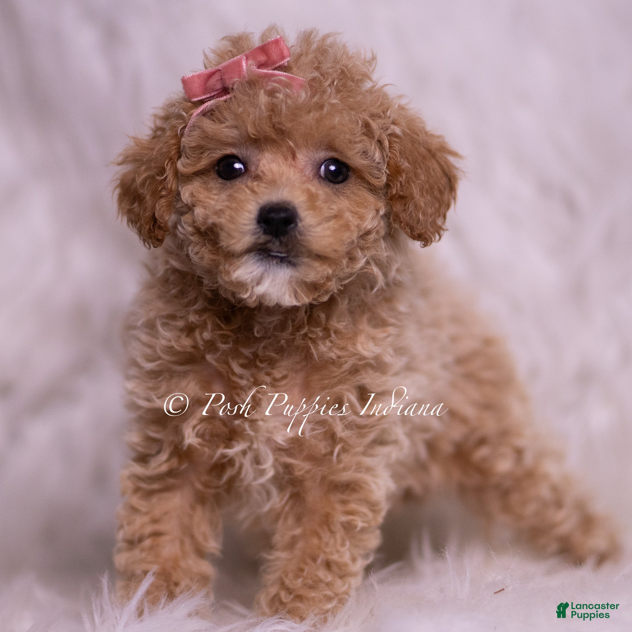 Maltipoo dogs Kinsley - Ad 16