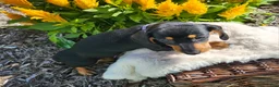 Miniature Dachshund dogs for sale: Zurie - Ad 5