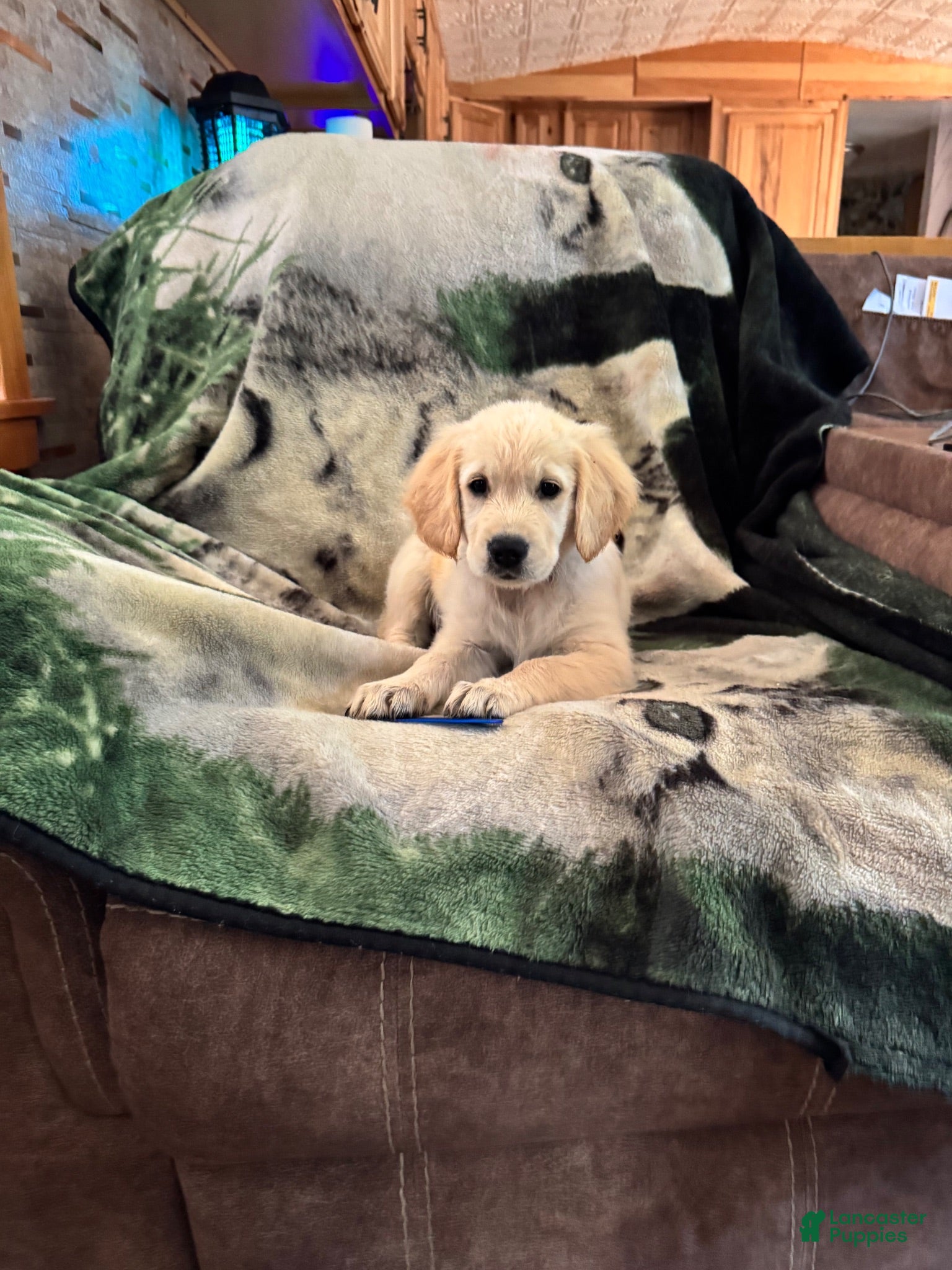Golden Retriever dogs Golden Retriever 3 - Ad 1