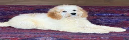 Mini Goldendoodle dogs for sale: Travis - Ad 6