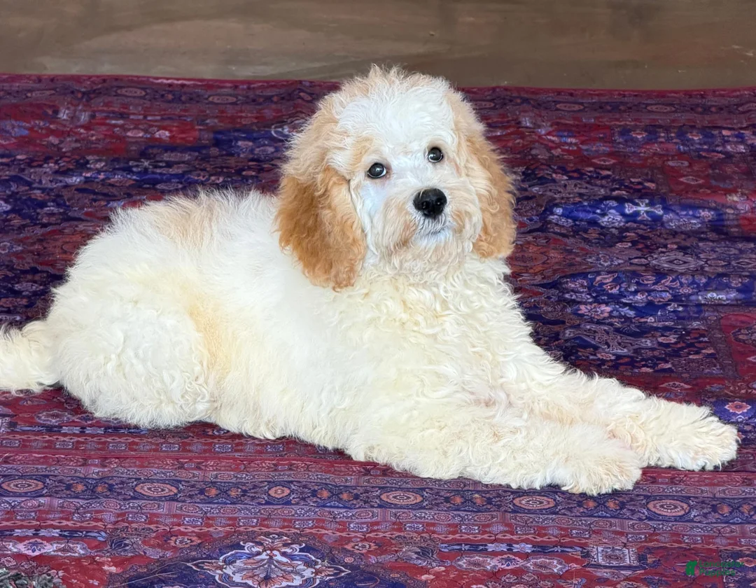 Mini Goldendoodle dogs for sale: Travis - Ad 6