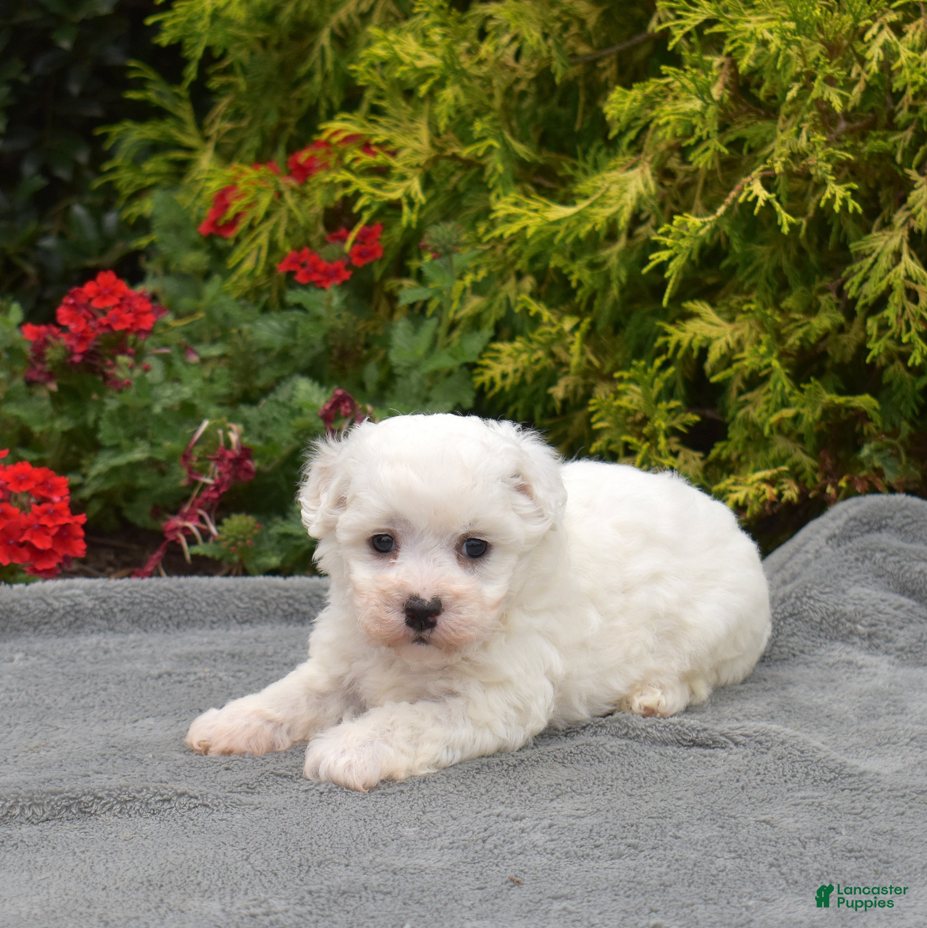 Bichon Frise dogs Paris (Tiny) - Ad 2
