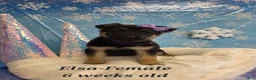 German Shepherd dogs for sale: Elsa - Ad 1