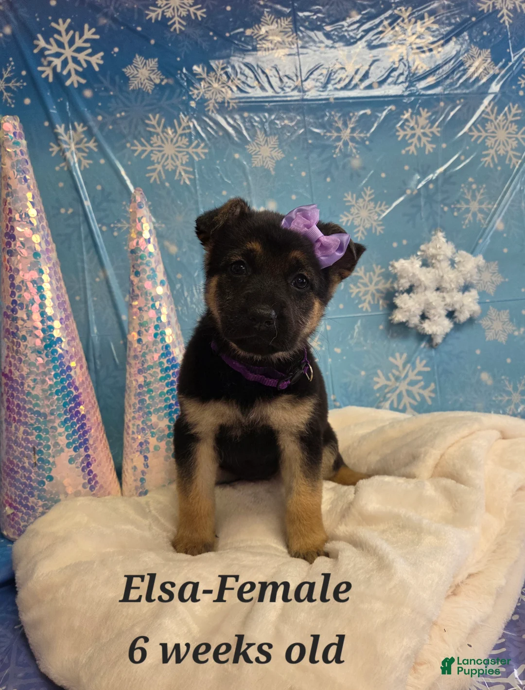 German Shepherd dogs for sale: Elsa - Ad 1