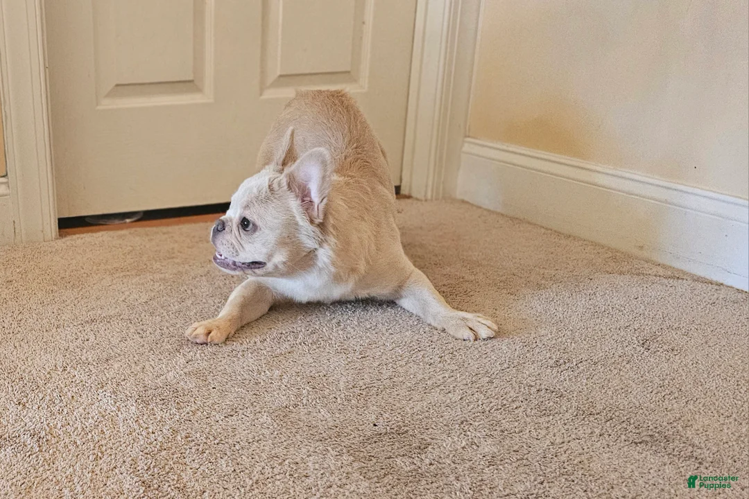 French Bulldog dogs for sale: 🐾  Fluffy French Bulldog Female – Ready Now, Calm & Loving  - Ad 2