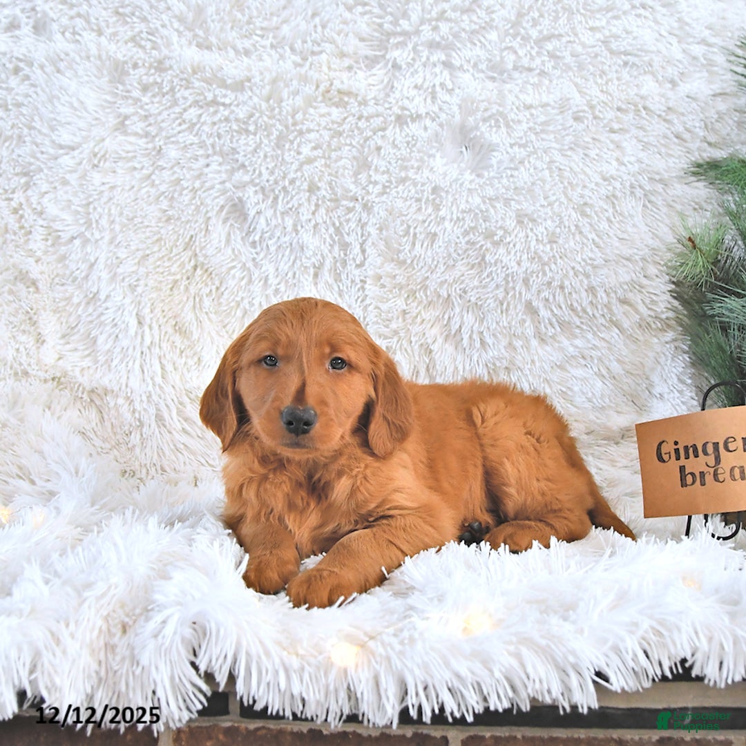 Golden Retriever dogs for sale: Ginger Bread - Ad 3