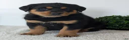 Mixed Breed dogs for sale: Rufus - Ad 13