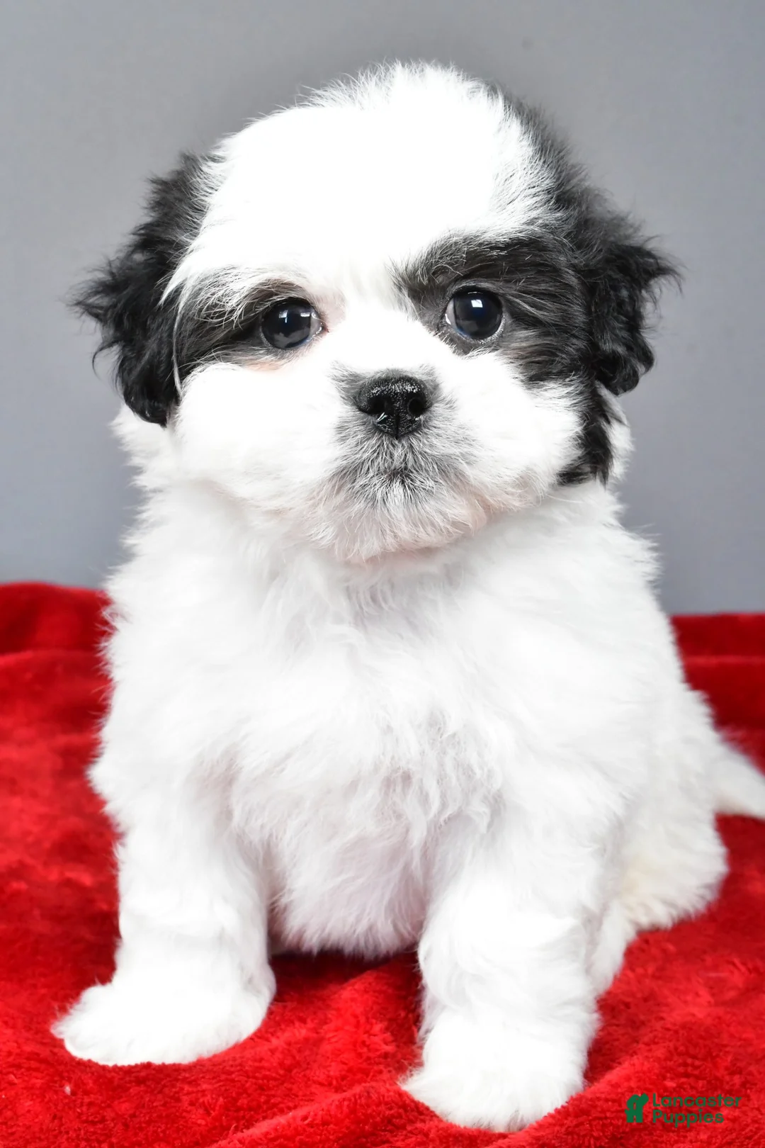 Teddy Bear dogs for sale: poppy - Ad 1