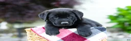 Sheprador dogs for sale: Bingo - Ad 10
