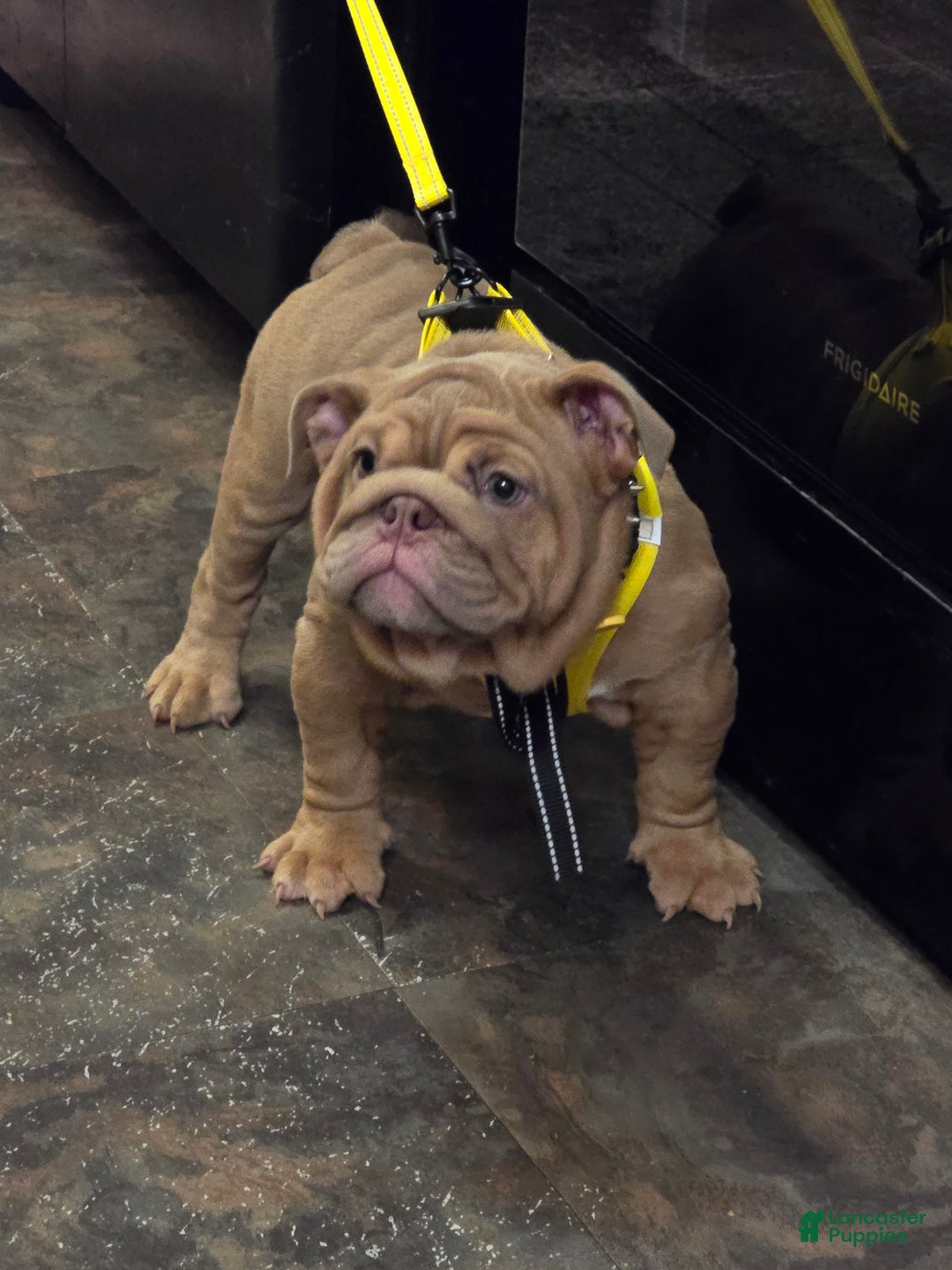 English Bulldog dogs for sale: Beatz  - Ad 11