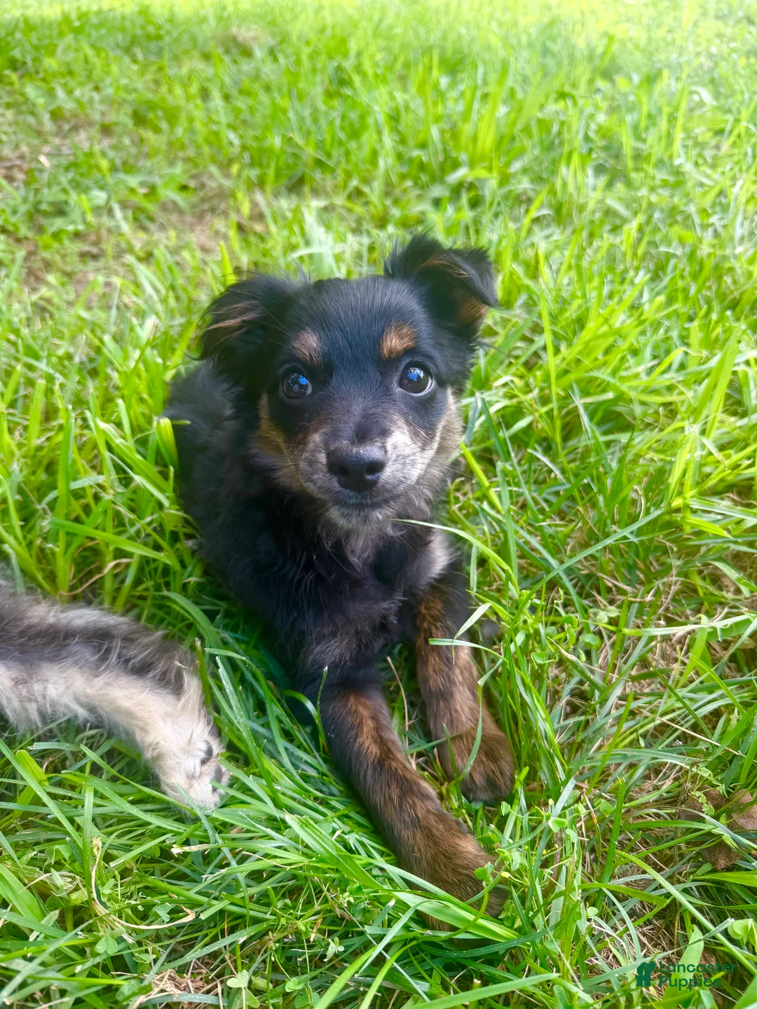 Pomapoo dogs for sale: Rico - Ad 2
