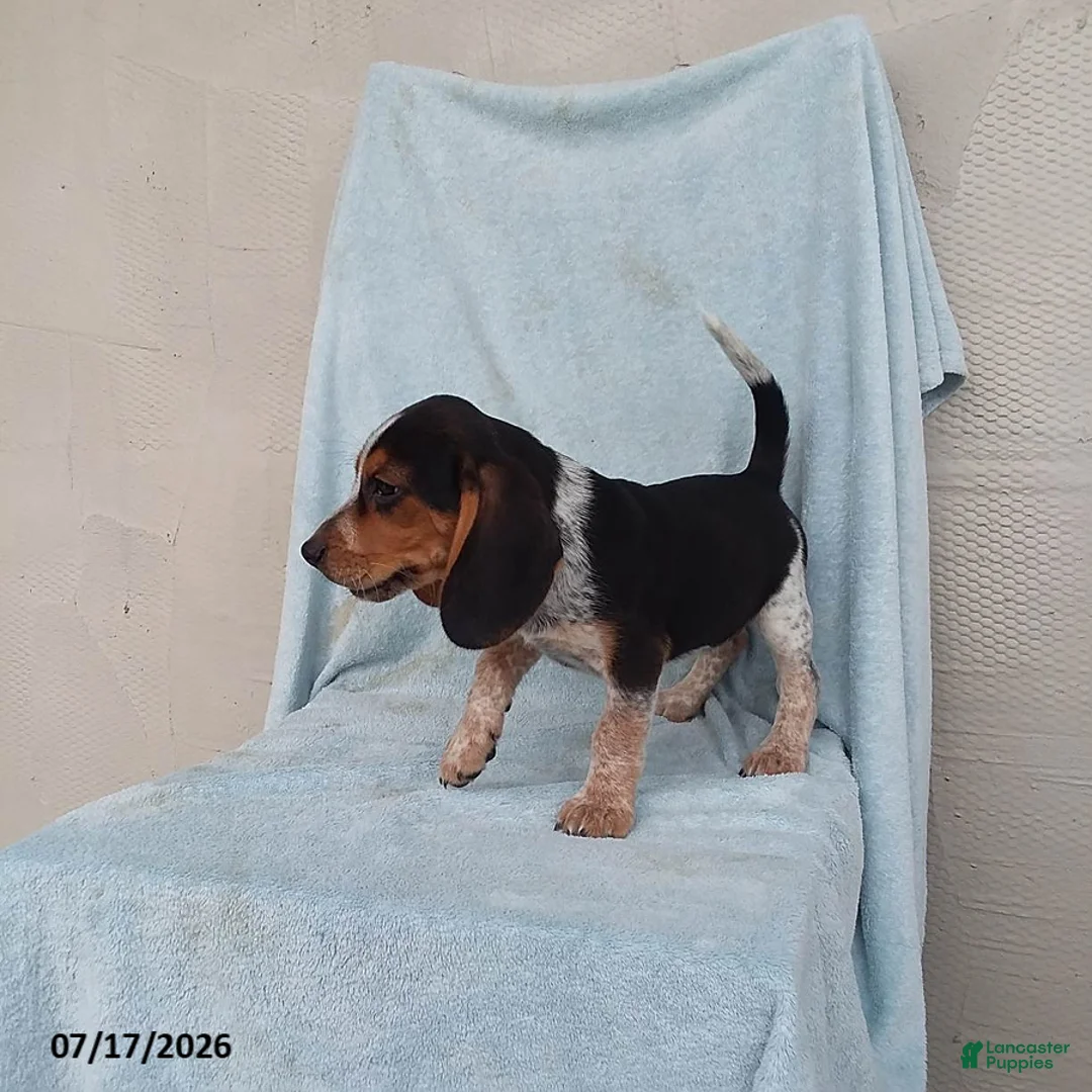 Beagle dogs for sale: Snoopy - Ad 3